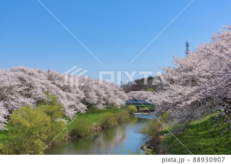 太平川の桜並木 太平川の桜並木 88930907