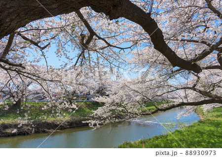 太平川の桜並木 88930973