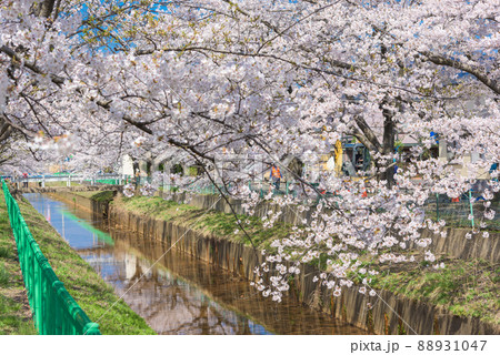 草生津川の桜並木 草生津川の桜並木 88931047