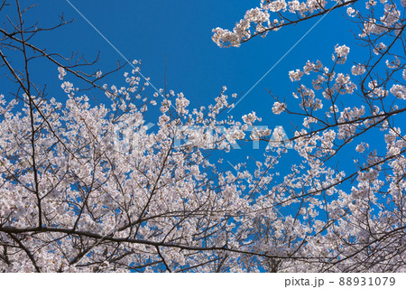 草生津川の桜並木 草生津川の桜並木 88931079