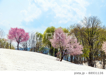 雪原に咲くオオヤマザクラ 雪原に咲くオオヤマザクラ 88931136