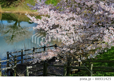 穏やかに咲く癒される桜の花　川沿いの風景 88931425