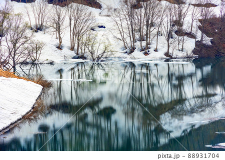 樹木のリフレクション2 樹木のリフレクション2 88931704