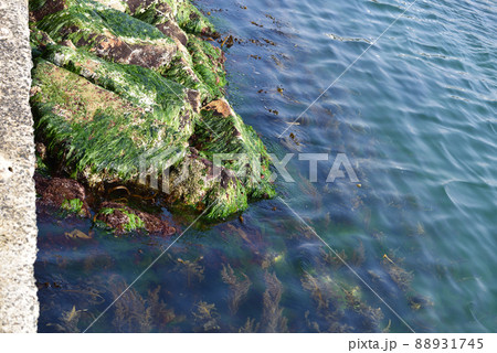 干潮時に大阪府貝塚市の二色浜に流れ着いた海藻の様子 88931745
