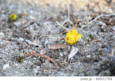 フクジュソウの花 フクジュソウの花 88931768