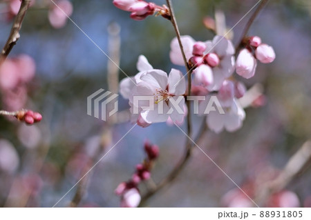 弘前公園のソメイヨシノ（2部咲き） 88931805