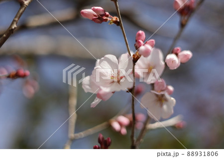 弘前公園のソメイヨシノ(青森県) 弘前公園のソメイヨシノ(青森県) 88931806