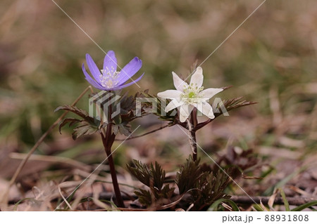 キクザキイチゲ（青森県） 88931808