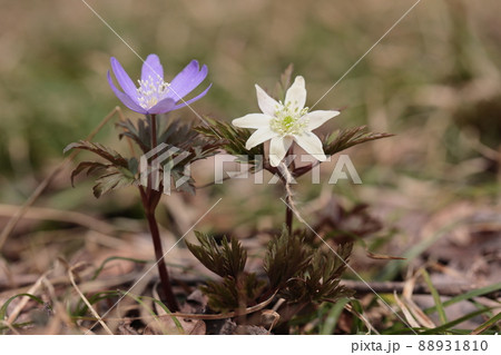 キクザキイチゲ（青森県） 88931810