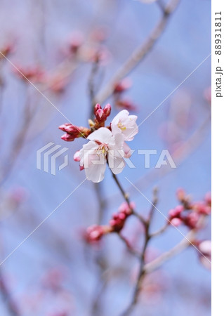 弘前公園のソメイヨシノ2部咲き（青森県） 88931811