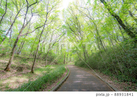 新緑の国営武蔵丘陵森林公園でハイキング　埼玉県 88931841