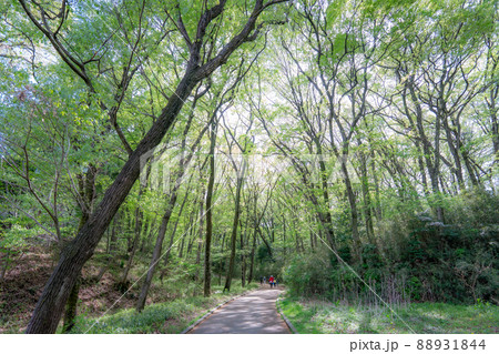 新緑の国営武蔵丘陵森林公園でハイキング 埼玉県 新緑の国営武蔵丘陵森林公園でハイキング 埼玉県 88931844
