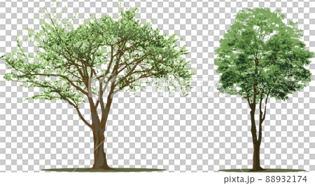 Tree tree Tree tree 88932174