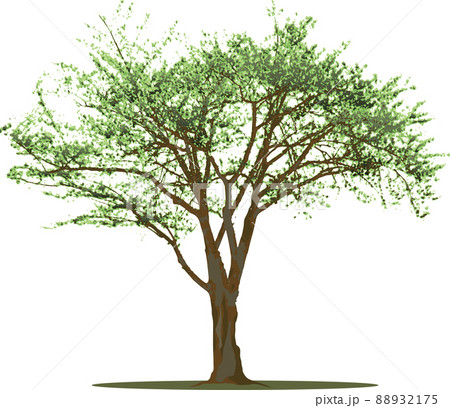 木 樹木 木 樹木 88932175