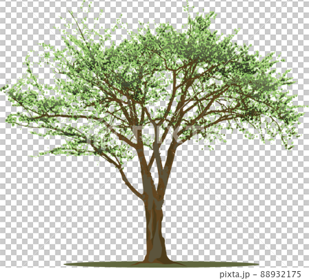 木 樹木 木 樹木 88932175