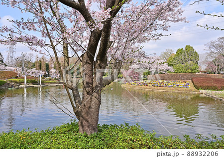 見沼田圃：さぎ山記念公園 88932206