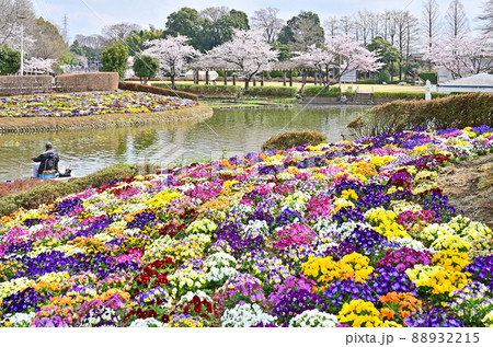 見沼田圃:さぎ山記念公園 見沼田圃:さぎ山記念公園 88932215