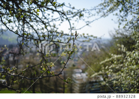 Sprouting buds on old trees in spring - everything begins to bloom Sprouting buds on old trees in spring - everything begins to bloom 88932328