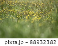 春の花 88932382