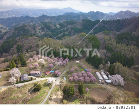 立屋の桜・番所の桜 長野県小川村(ドローンによる空撮) 立屋の桜・番所の桜 長野県小川村(ドローンによる空撮) 88932581
