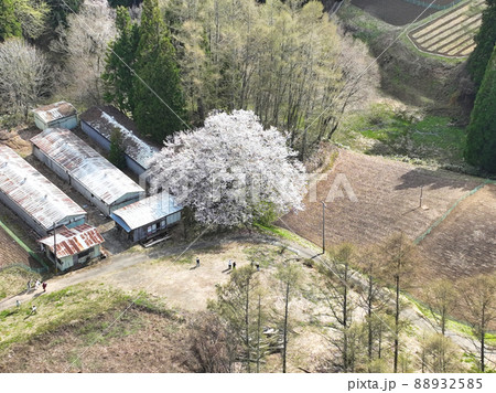 立屋の桜 長野県小川村(ドローンによる空撮) 立屋の桜 長野県小川村(ドローンによる空撮) 88932585