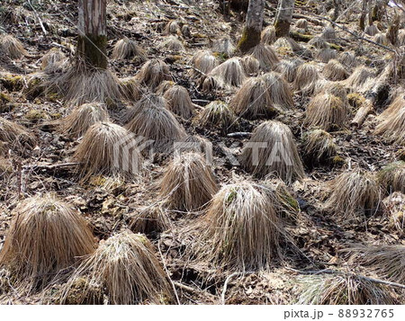 道東湿原のヤチボウズ 88932765