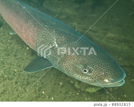 幻の魚イトウ 幻の魚イトウ 88932815