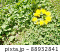 芝生のたんぽぽ 88932841