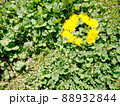 芝生のたんぽぽ 88932844