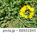 芝生のたんぽぽ 88932845