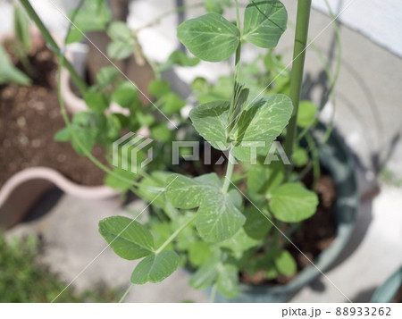 家庭菜園　スナップエンドウ　えんどう豆　成長　プランター 88933262