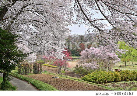 見沼田圃：春の彩り 88933263