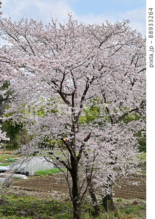 見沼田圃：春の彩り 88933264