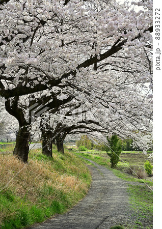 見沼田圃:農道 見沼代用水東縁 見沼桜回廊 見沼田圃:農道 見沼代用水東縁 見沼桜回廊 88933272