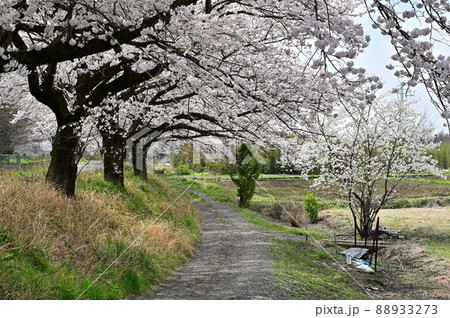 見沼田圃:農道 見沼代用水東縁 見沼桜回廊 見沼田圃:農道 見沼代用水東縁 見沼桜回廊 88933273