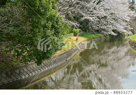 見沼田圃:見沼代用水東縁 見沼桜回廊 見沼田圃:見沼代用水東縁 見沼桜回廊 88933277