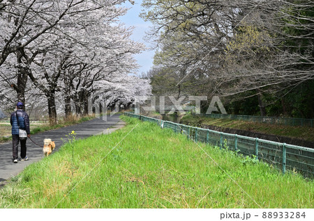 見沼田圃:見沼代用水東縁 見沼桜回廊 見沼田圃:見沼代用水東縁 見沼桜回廊 88933284