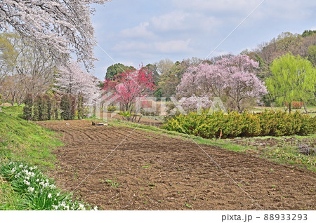 見沼田圃：春の彩り 88933293