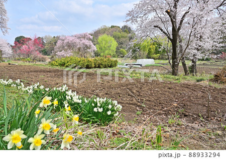 見沼田圃：春の彩り 88933294