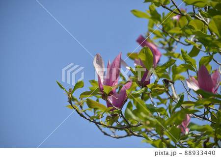 シモクレン（紫木蓮）の花と若葉 88933440