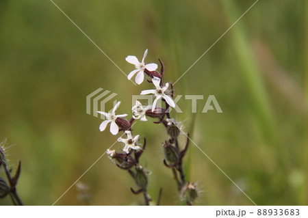 シロバナマンテマ 88933683