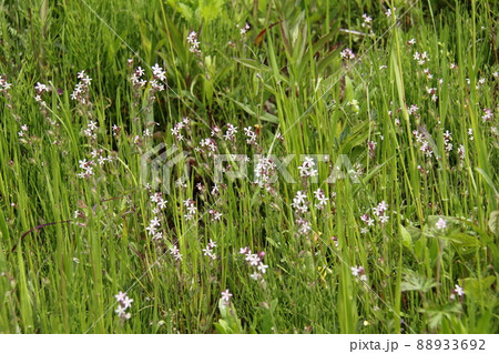 シロバナマンテマ シロバナマンテマ 88933692