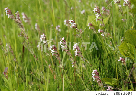 シロバナマンテマ 88933694