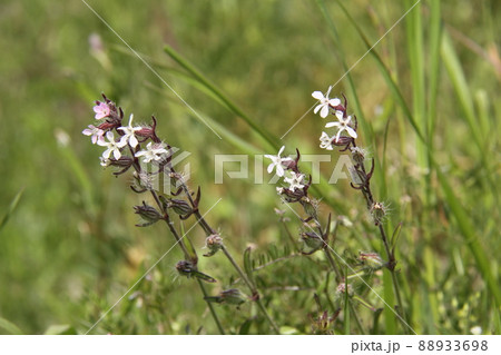 シロバナマンテマ 88933698