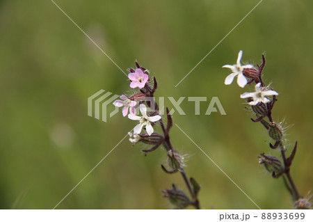 シロバナマンテマ 88933699