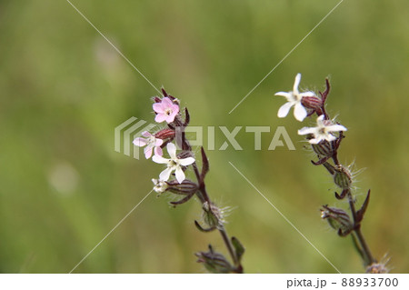 シロバナマンテマ 88933700