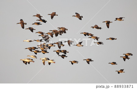 群れで飛翔するシジュウカラガンとハクガン 群れで飛翔するシジュウカラガンとハクガン 88933871