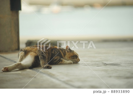 福岡・新宮漁港に住む猫 福岡・新宮漁港に住む猫 88933890