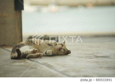 福岡・新宮漁港に住む猫 福岡・新宮漁港に住む猫 88933891