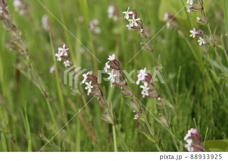 シロバナマンテマ 88933925